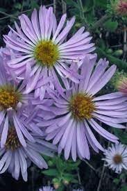 Heirloom Climbing Aster Flower Seeds for Planting – Non-GMO, Perennial Blooming Seeds - Climbing for planting in home garden